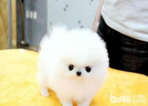 博美犬怎么选购?博美犬选购方法 博美犬怎么选购?博美犬选购方法