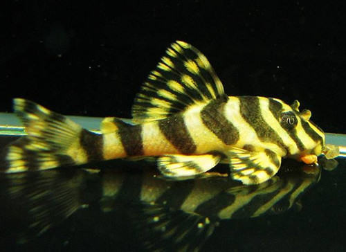 黄金斑马的饲养要点 黄金斑马的饲养要点