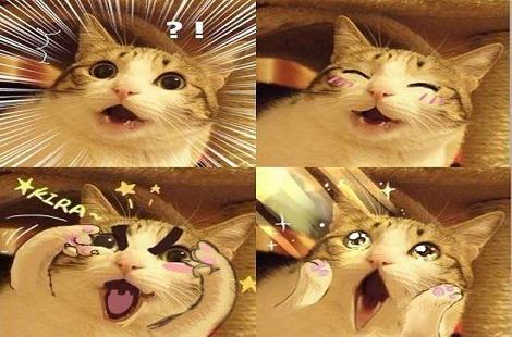 瓜皮猫是什么品种的猫？