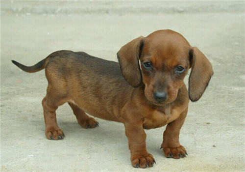 腊肠犬的性格特点