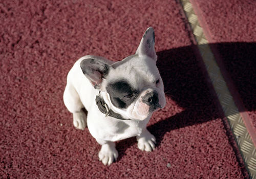 训练狗狗食物是否等于贿赂