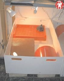 半水栖龟、海龟住院怎么护理 半水栖龟、海龟住院怎么护理