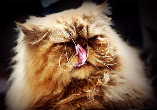 猫咪胃炎的诊断方法
