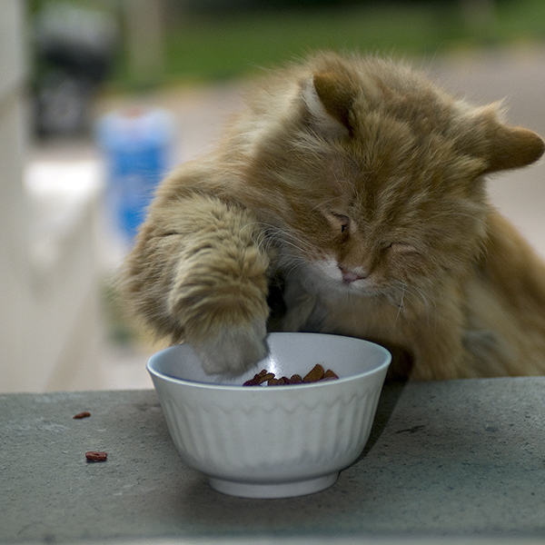 为猫咪挑选食具的方法