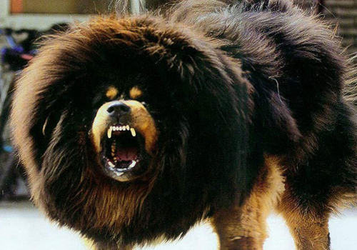 藏獒和高加索谁更胜一筹