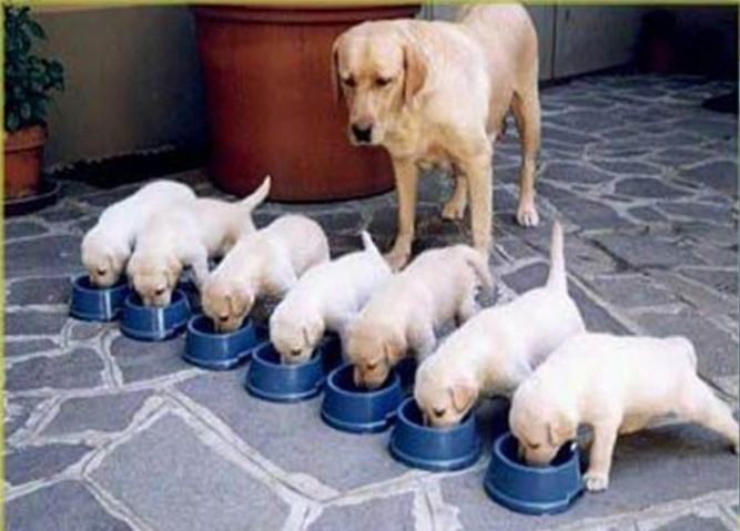 如何训练狗狗优雅进食