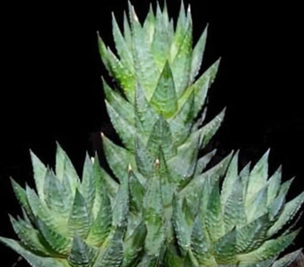 多肉植物习性及栽培要领（一）