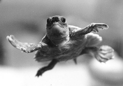 猪鼻龟的选购技巧 猪鼻龟的选购技巧