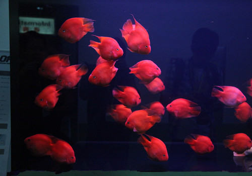 饲养鹦鹉鱼的一些小窍门