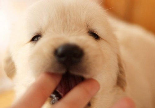 为什么小狗喜欢咬手