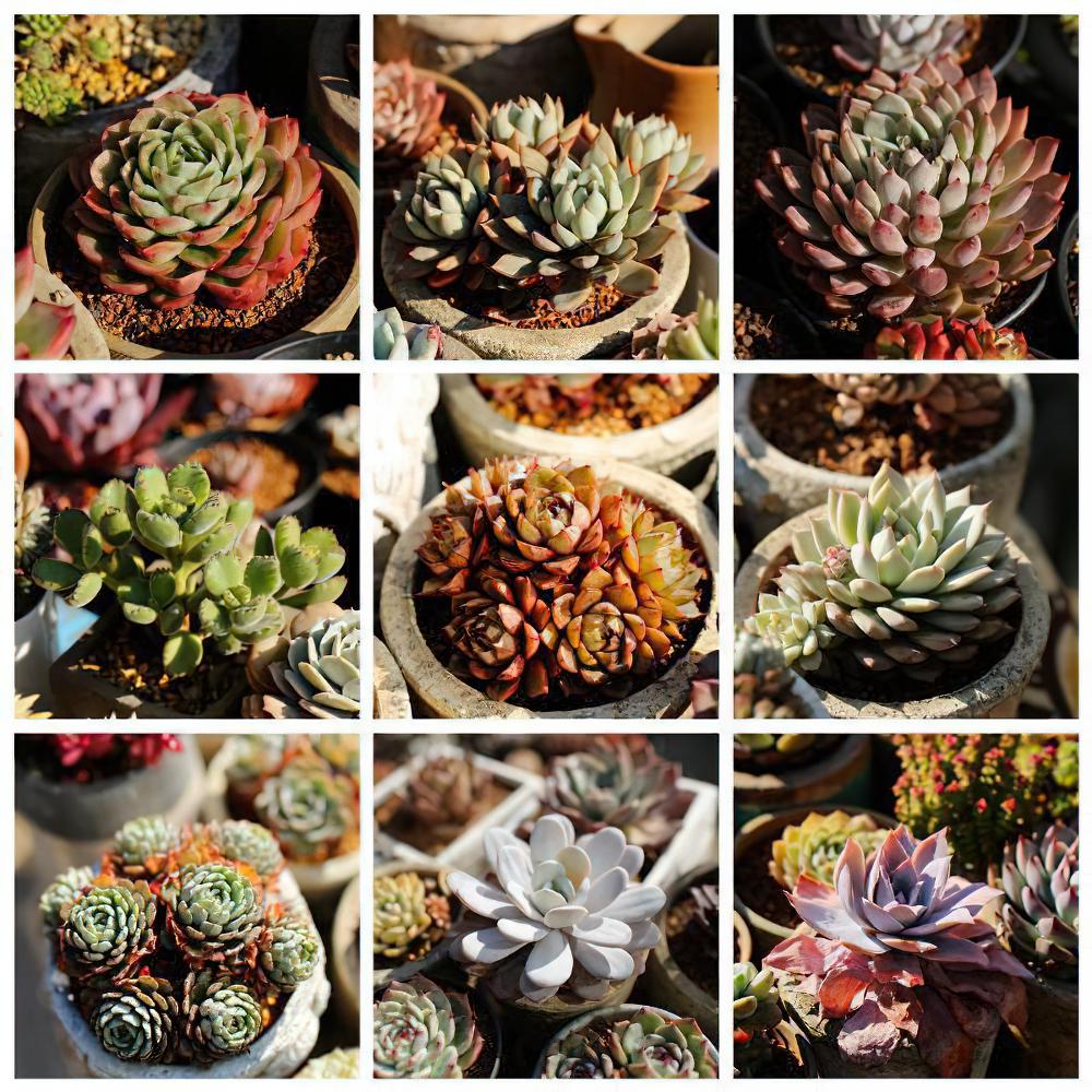 来玩多肉拼图啦！以后记得这样给多肉植物拍照才更有成就感