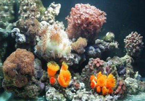 迷你珊瑚礁的建立步骤 迷你珊瑚礁的建立步骤