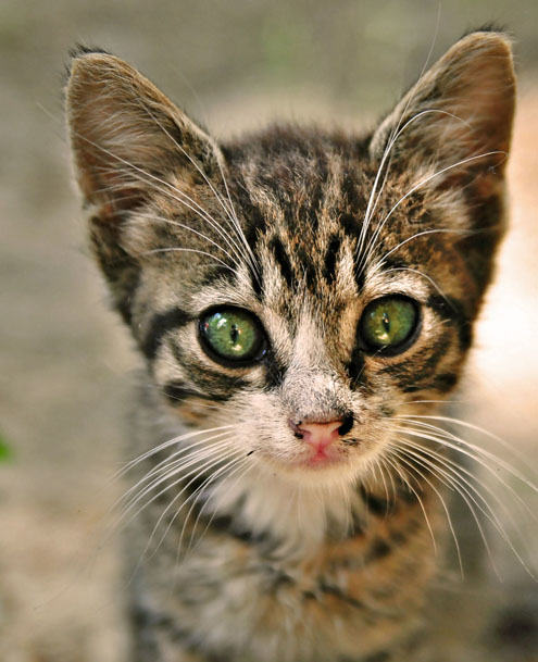 和猫咪亲热的两个方法 和猫咪亲热的两个方法