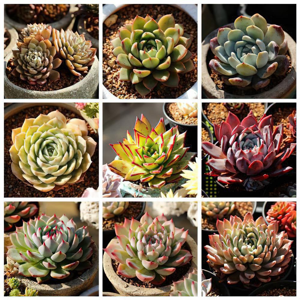 来玩多肉拼图啦！以后记得这样给多肉植物拍照才更有成就感