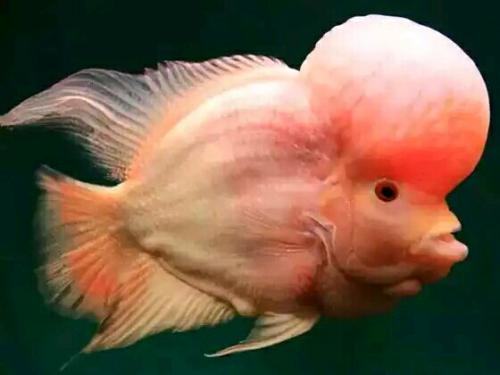 罗汉鱼的寿命多长时间？罗汉鱼的寿命