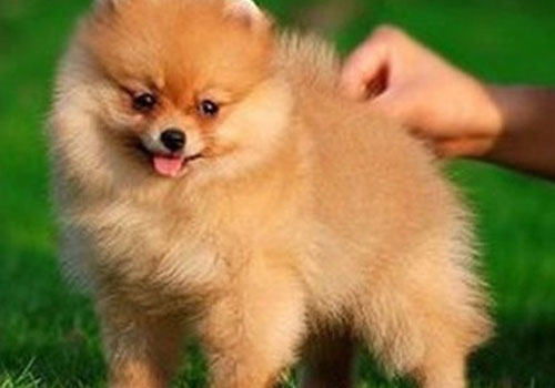 博美犬为什么不能喝牛奶？