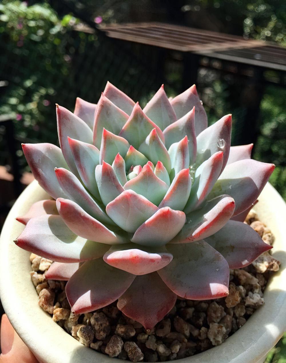 瘦死的骆驼比马强！季节的变化还是让肉肉们开始悄悄变美