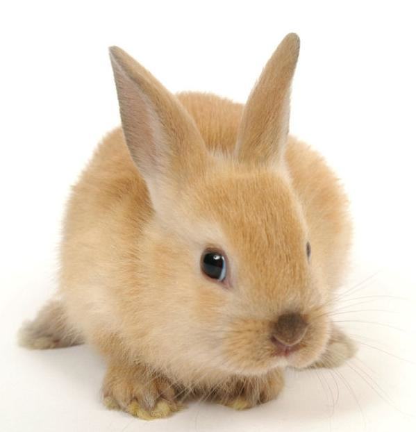 兔子中暑的症状以及治疗办法