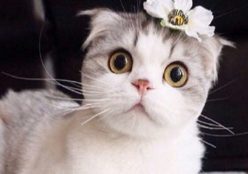家中养猫的注意事项你都知道吗？