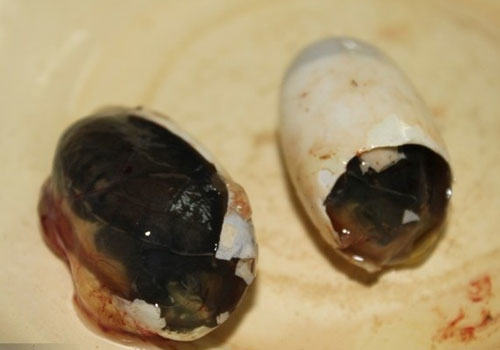 龟蛋壳裂的补救方法