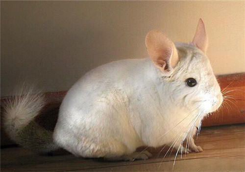 如何治疗龙猫感冒