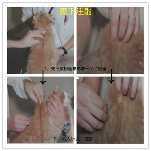 免疫—为犬猫健康保驾护航 免疫—为犬猫健康保驾护航