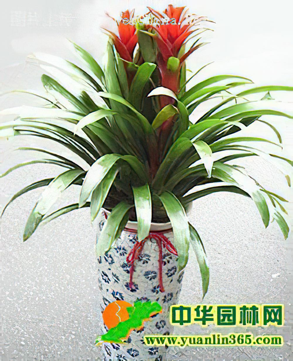 观赏凤梨——菠萝花的养殖