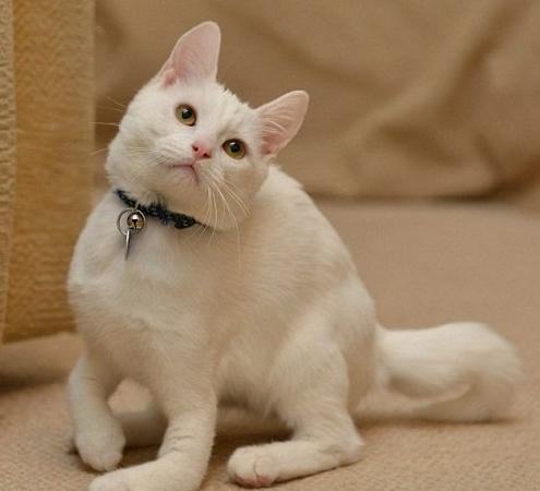 如何让猫咪“招之即来”