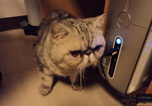 如何让猫咪喜欢猫抓板