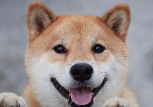柴犬厌食该怎么办
