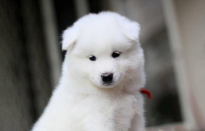 狗狗剃毛后的情绪反应 狗狗剃毛后的情绪反应