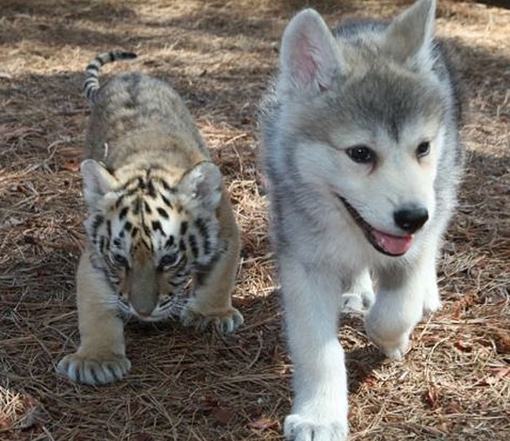 预防夏天狗狗生虱子