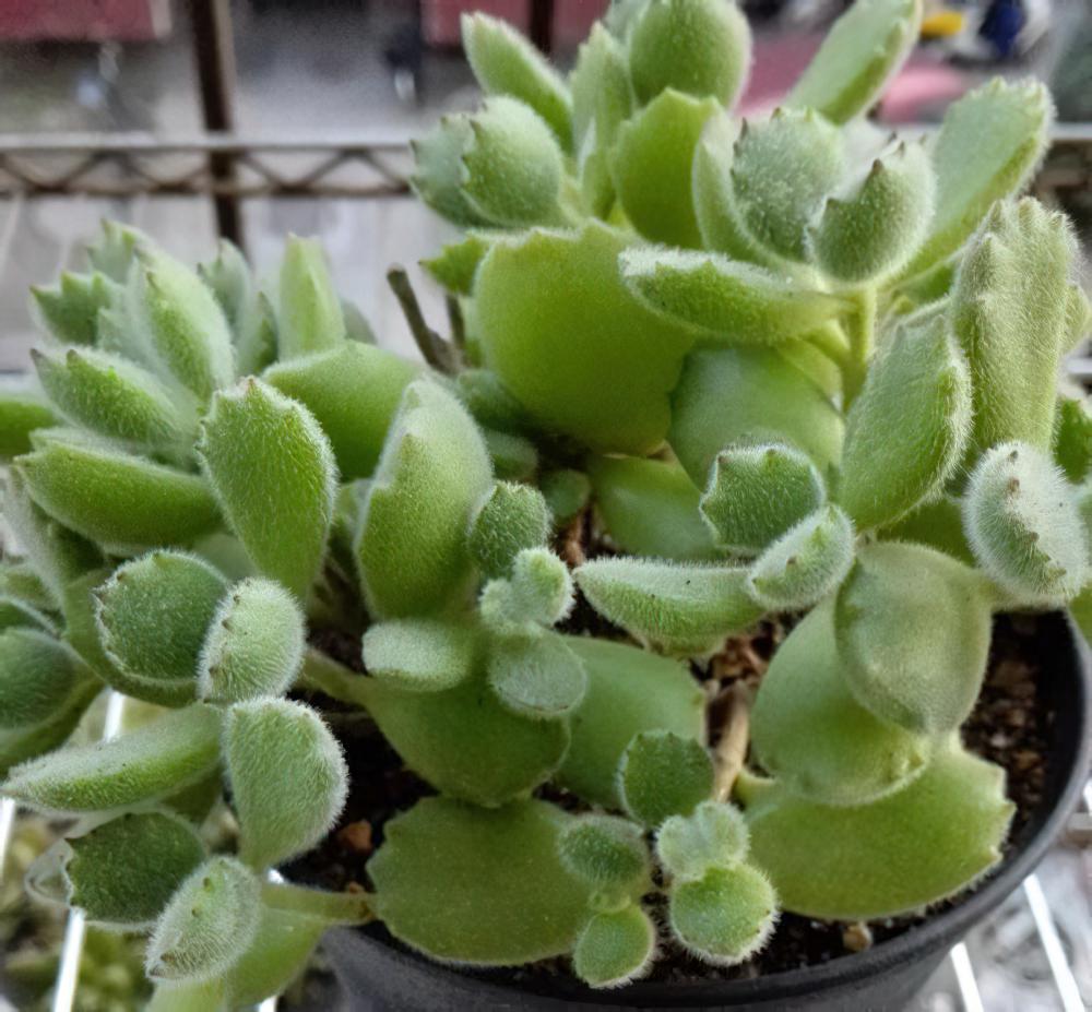 一棵多肉植物绿熊四个月的默默逆袭，状态秒杀N多白熊黄熊