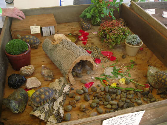 人和龟龟间共通——寄生虫