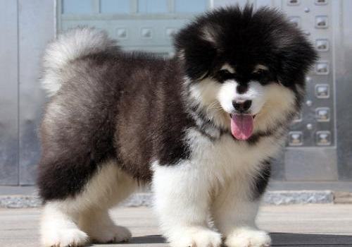 阿拉斯加幼犬怎么养，阿拉斯加幼犬饲养方式