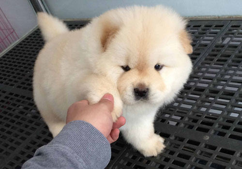 松狮犬的智商很低吗？