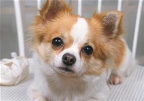 关于宠物的肥胖问题 关于宠物的肥胖问题