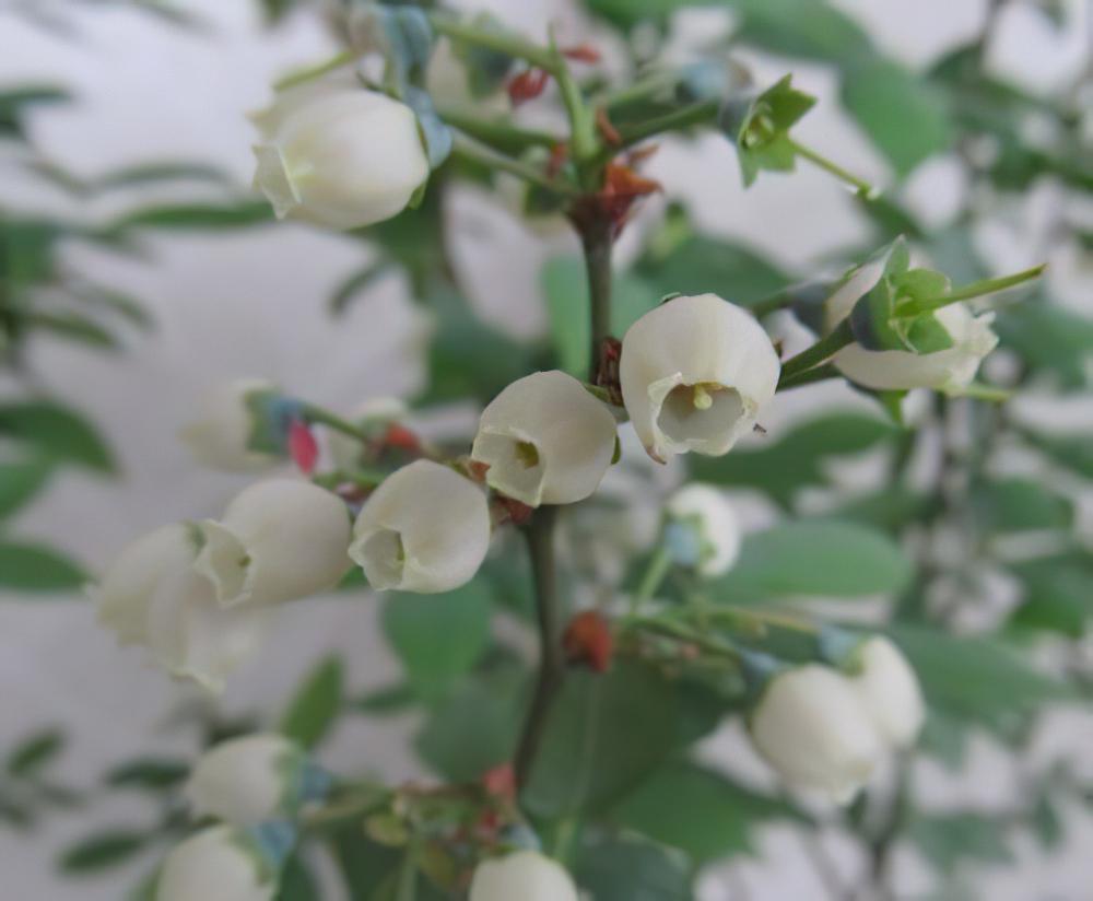 辨别蓝莓是否授粉完成