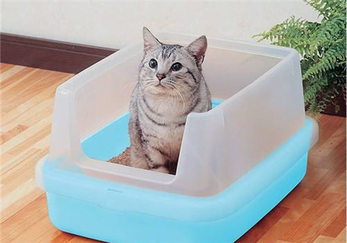 猫砂的选购要点