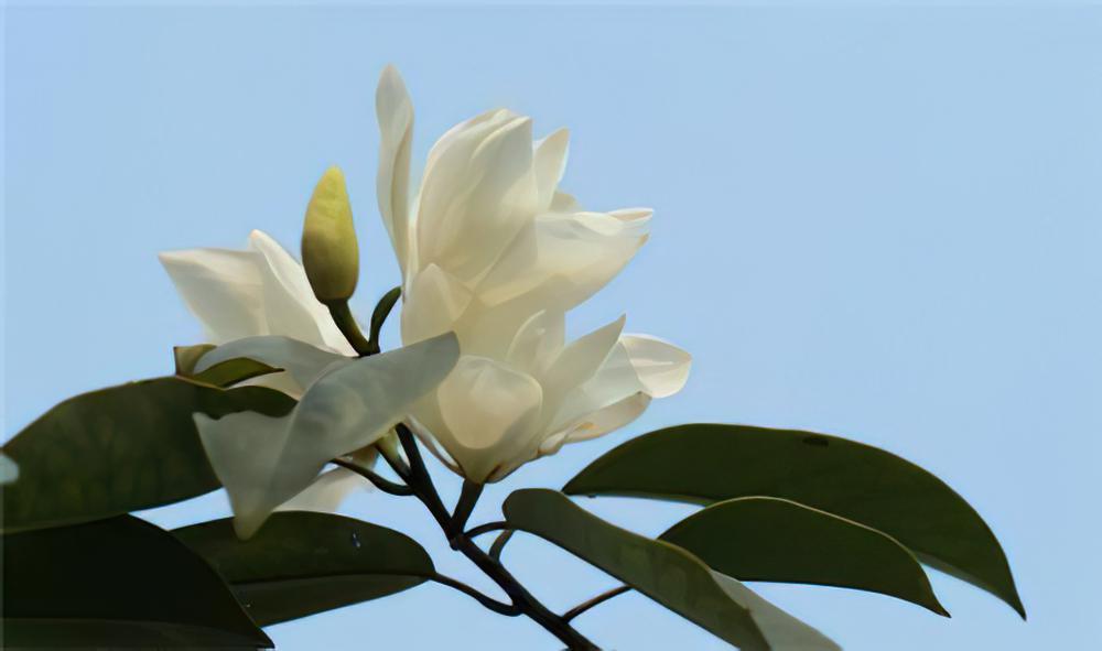 醉香含笑与深山含笑的区别