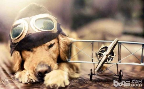 宠物怎么托运?宠物托运多少钱? 宠物怎么托运?宠物托运多少钱?