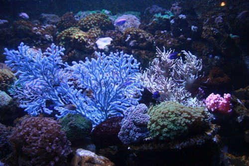 水族箱珊瑚砂的选择