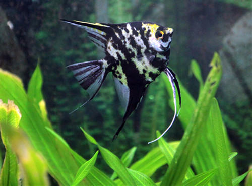 埃及神仙鱼入缸前的准备