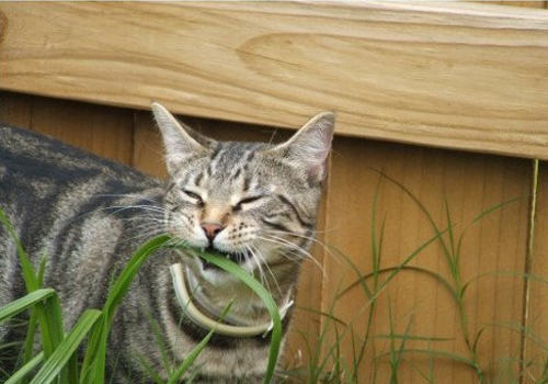 如何改善猫咪的一些不良行为