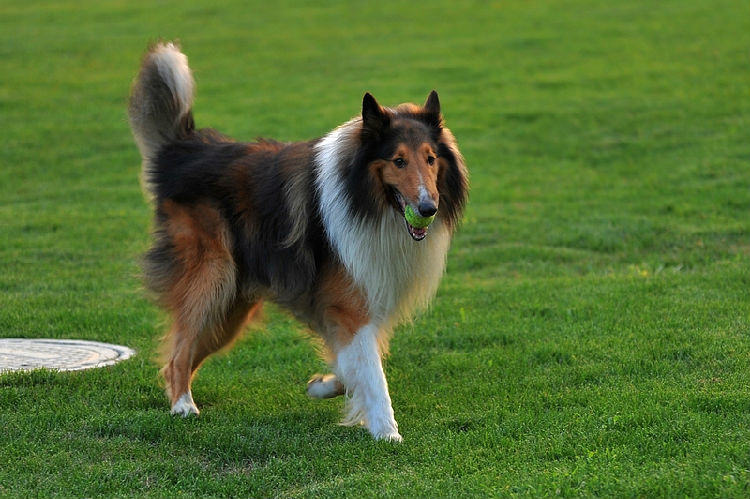 苏格兰牧羊犬的护理