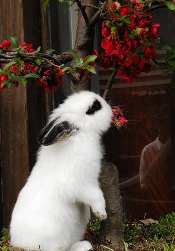兔兔吃多豆科牧草未必是好事