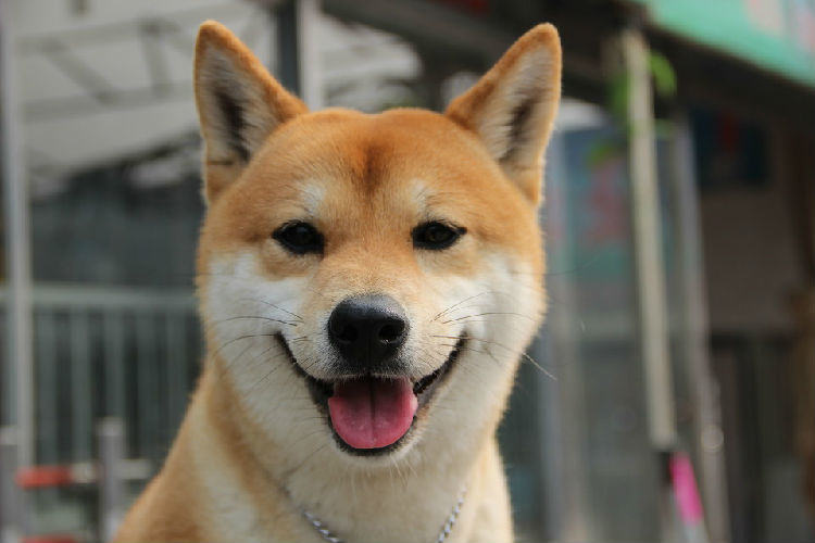 柴犬的品种简介