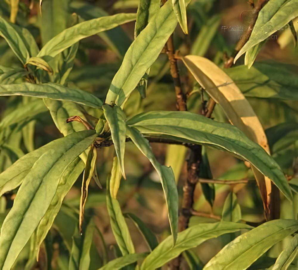 柳叶杜茎山图片