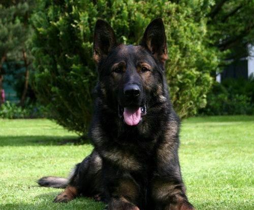 东德犬和西德犬哪个好？东德犬和西德犬的区别