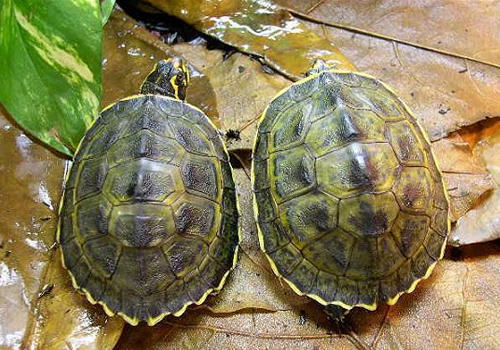 如何治疗宠物龟中暑